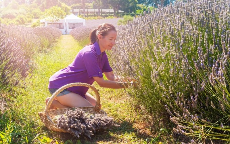 Natural medicine telehealth Australia