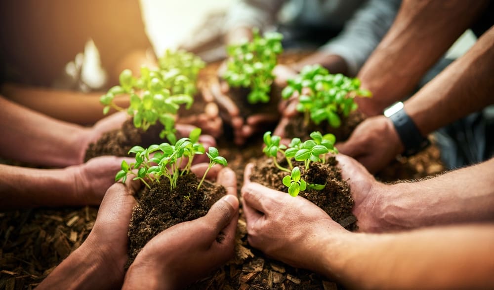 Team work, number of people holding little plants together showing the sign of team work